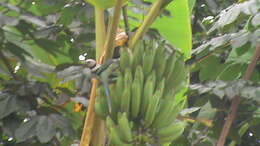 Image of Blue-winged Parakeet