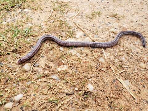 Image of Mertens'  Worm Lizard