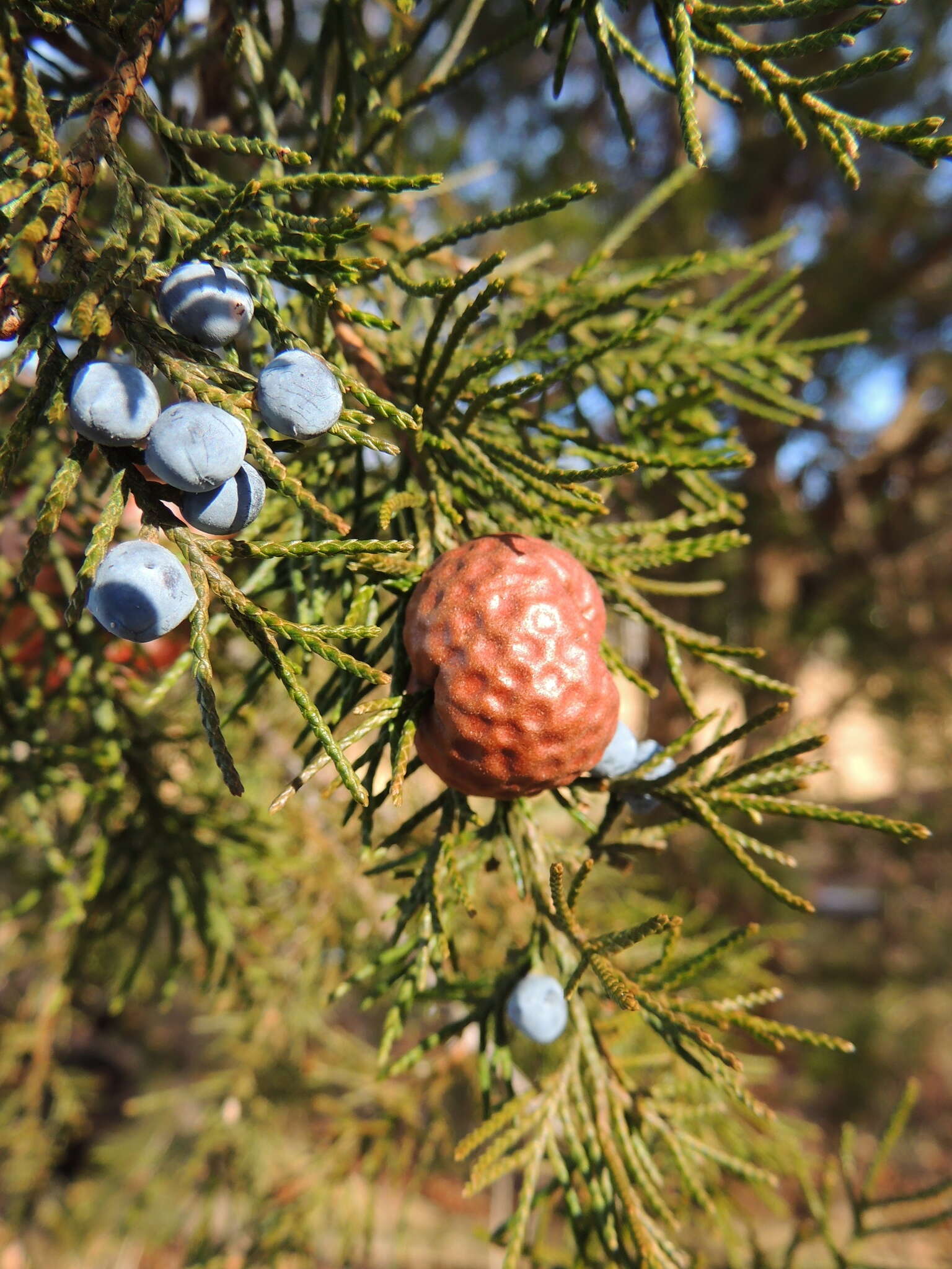 Image of Cedar apple rust