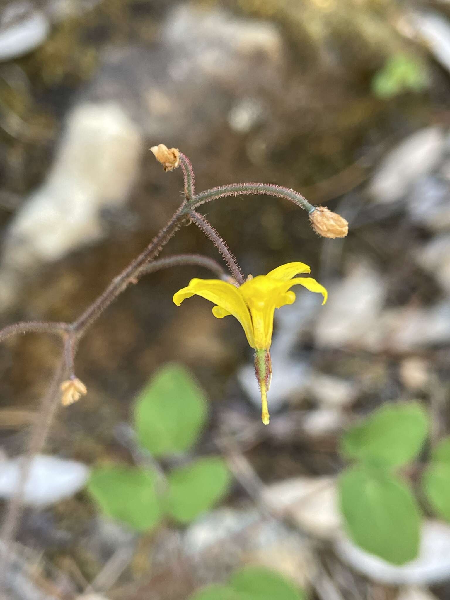 Image of golden insideout flower