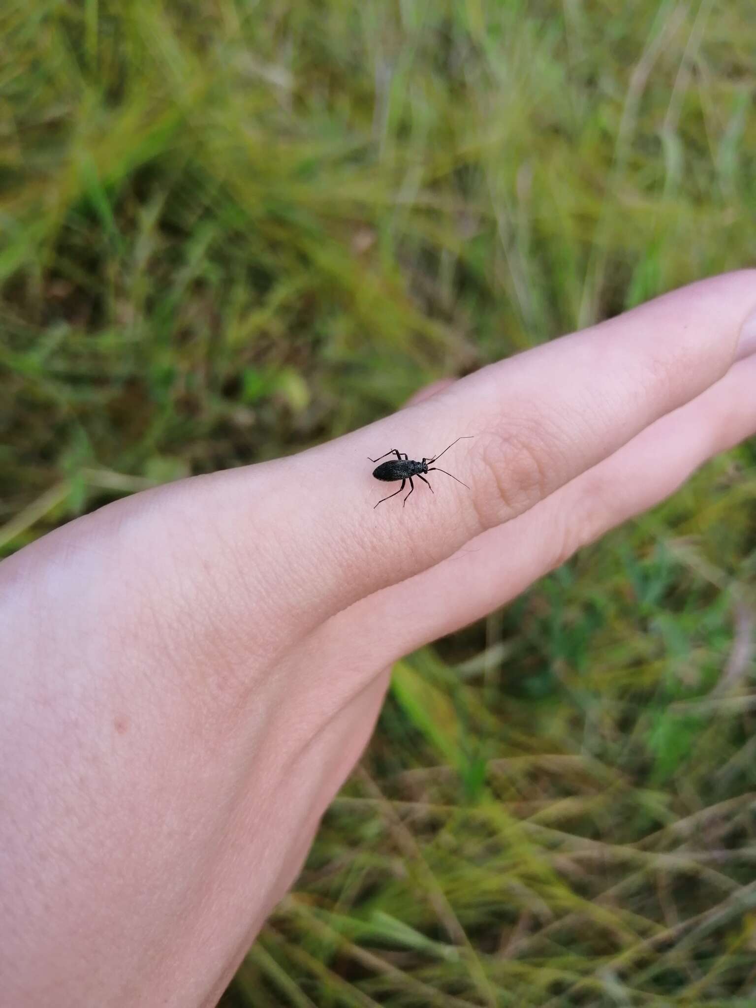 Sivun Tappisilmälude kuva