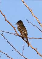 Image of Stolid Flycatcher