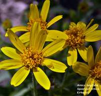 Image of spearleaf arnica