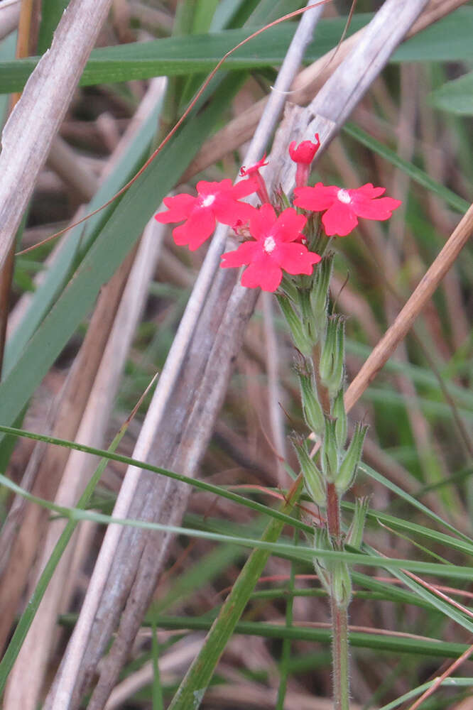 Image of crisped mock vervain