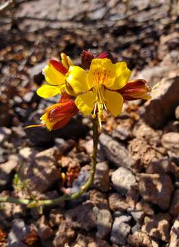 Image of <i>Erythrostemon angulatus</i>