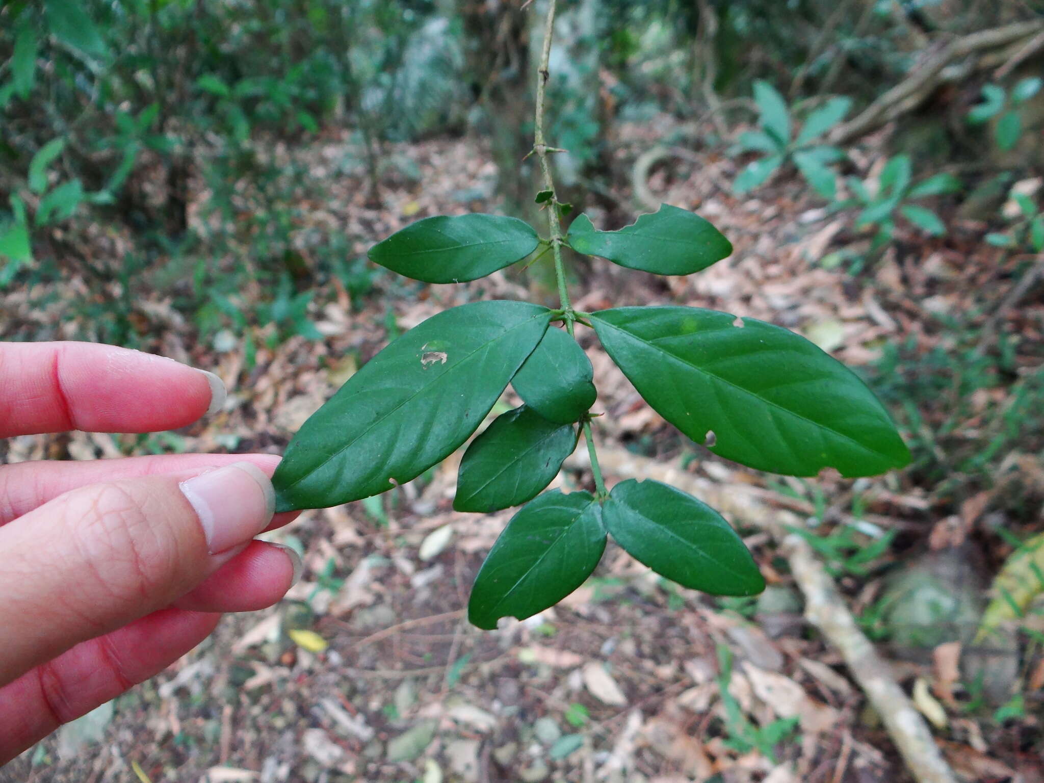 Sivun Benkara sinensis (Lour.) Ridsdale kuva