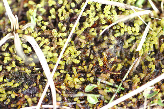 Image of paludella moss