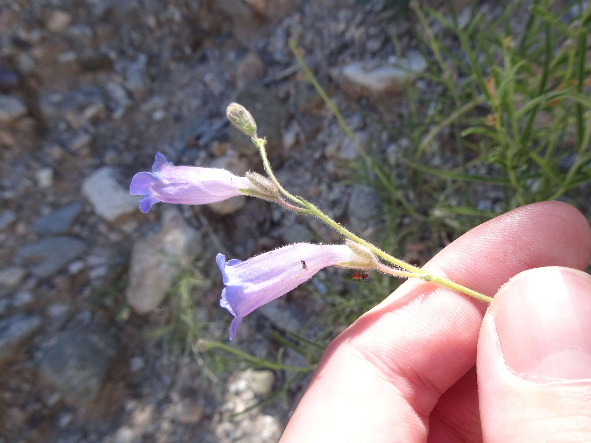 Image de Penstemon dasyphyllus A. Gray