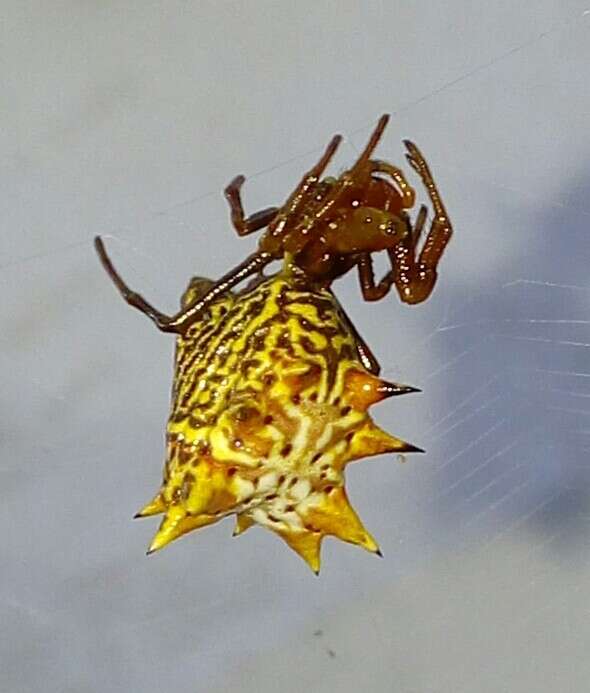 Image of Spined Micrathena