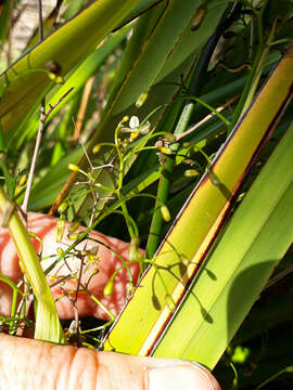 Image of Dianella latissima Heenan & de Lange