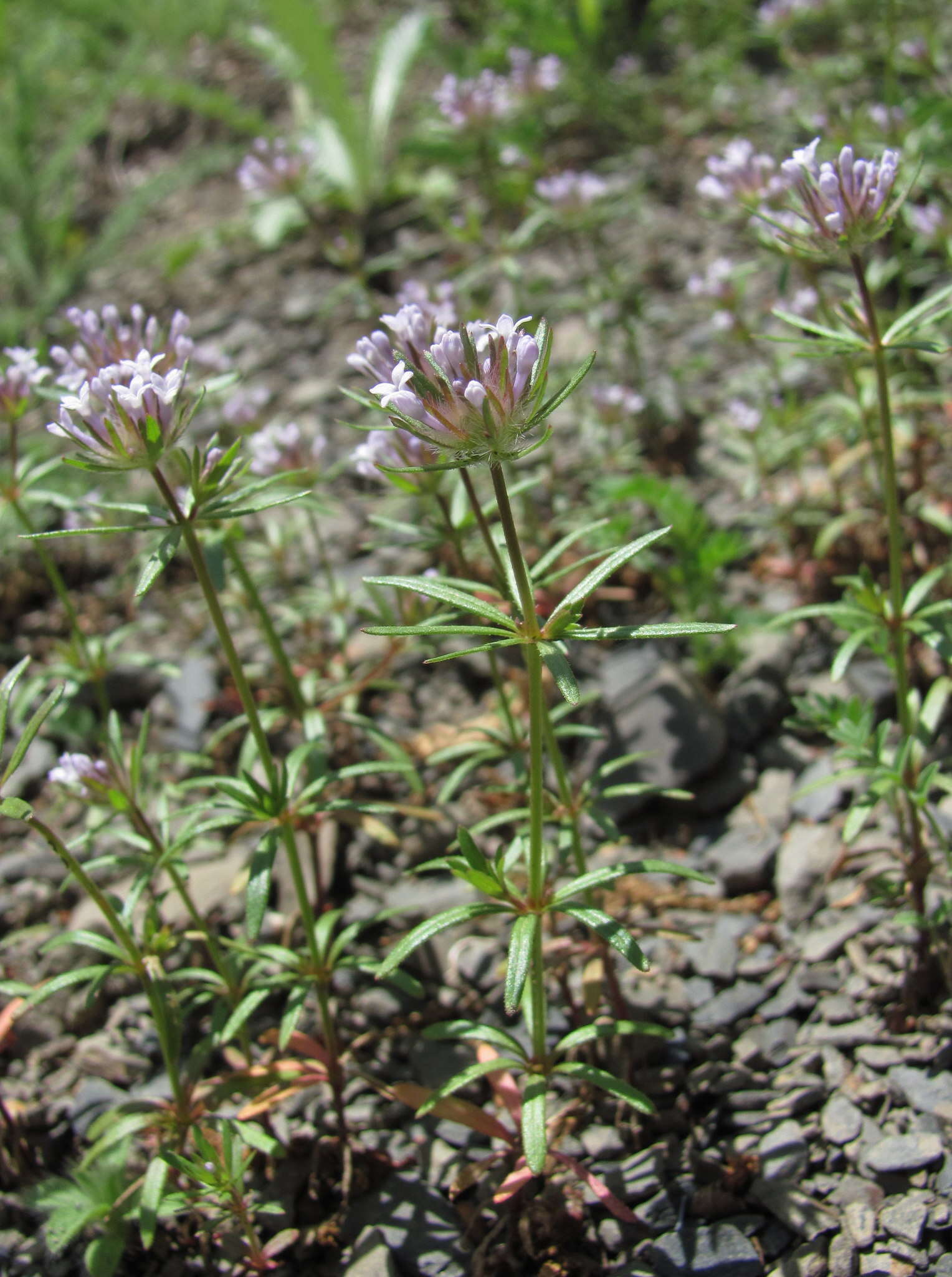 Image de Asperula arvensis L.