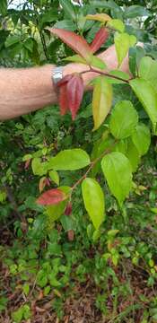 Image of Indian plum