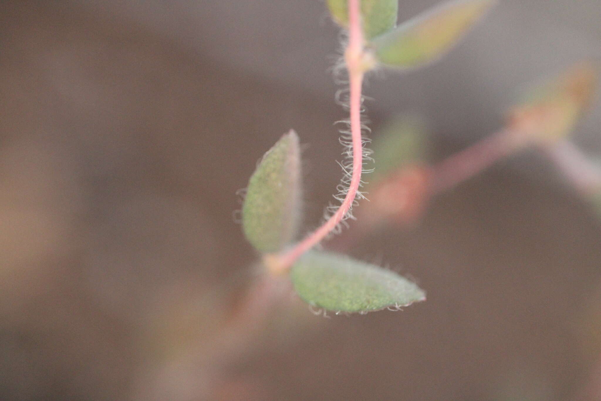 صورة Euphorbia villifera Scheele