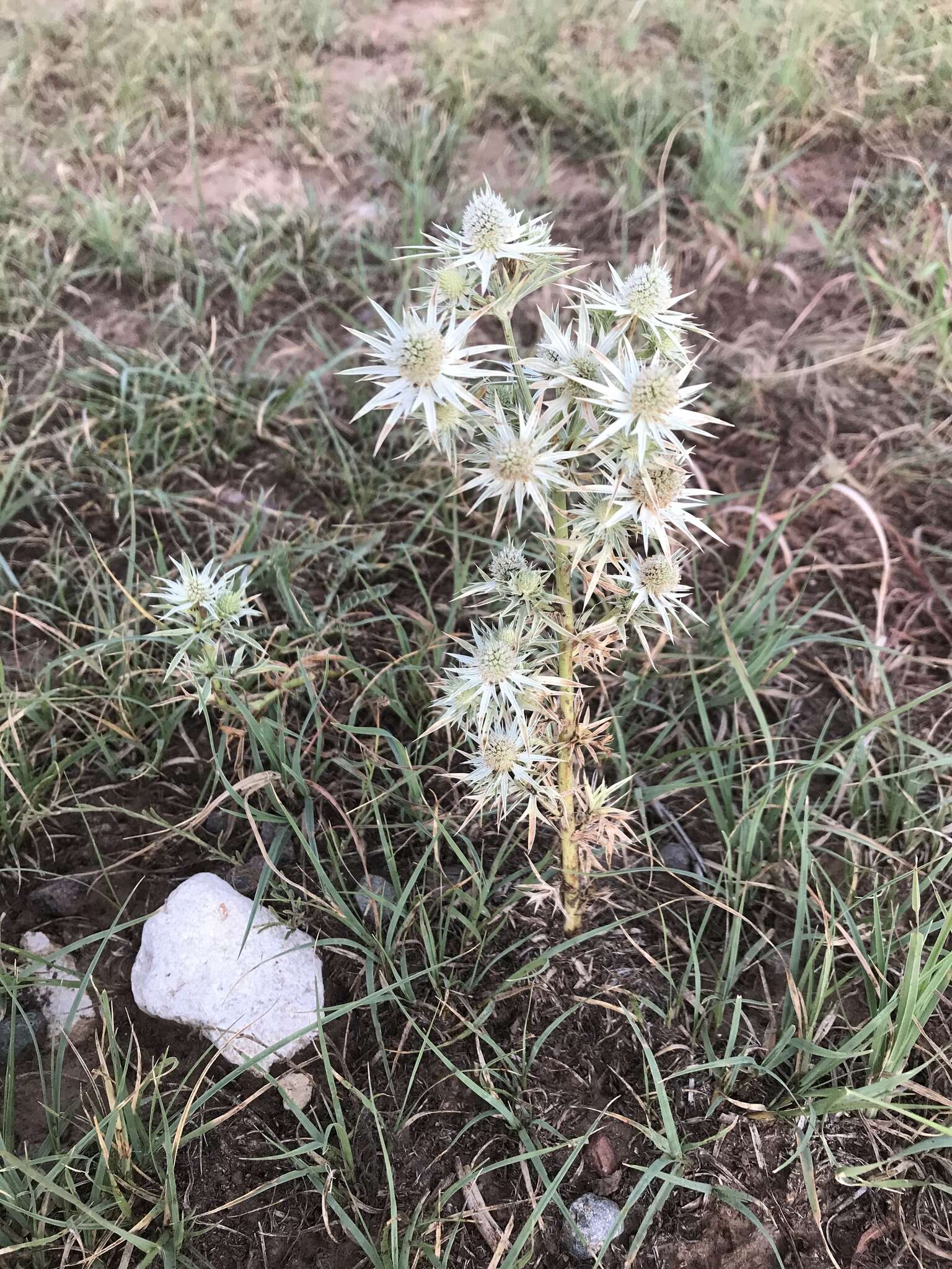 Image of Wright's Eryngo