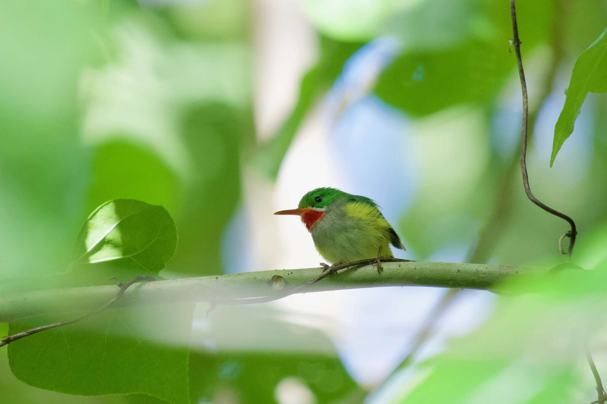 Image of Puerto Rican Tody