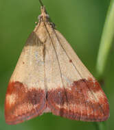 Image of Pyrausta semirubralis Packard 1873