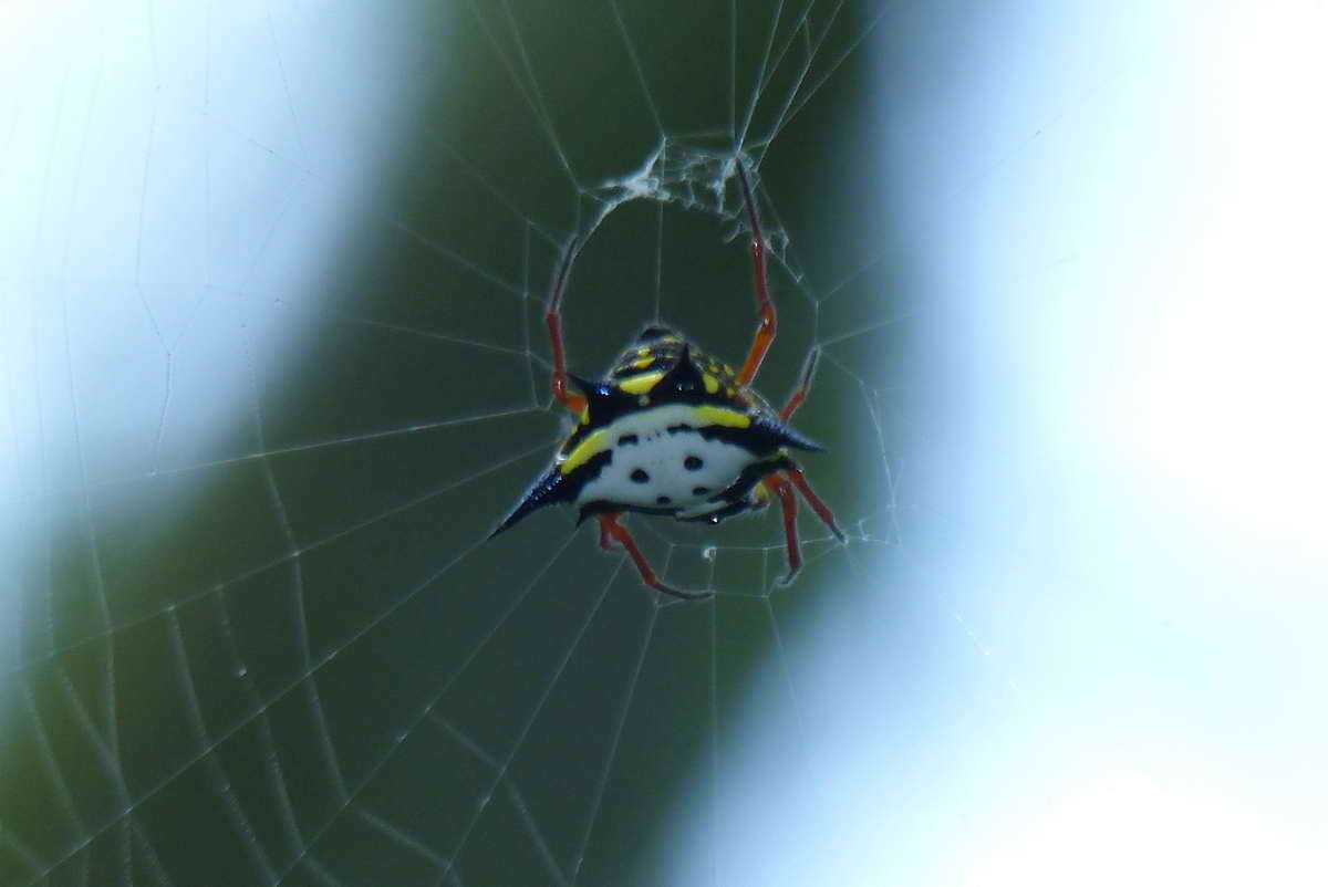 Image of Gasteracantha theisi Guérin 1838