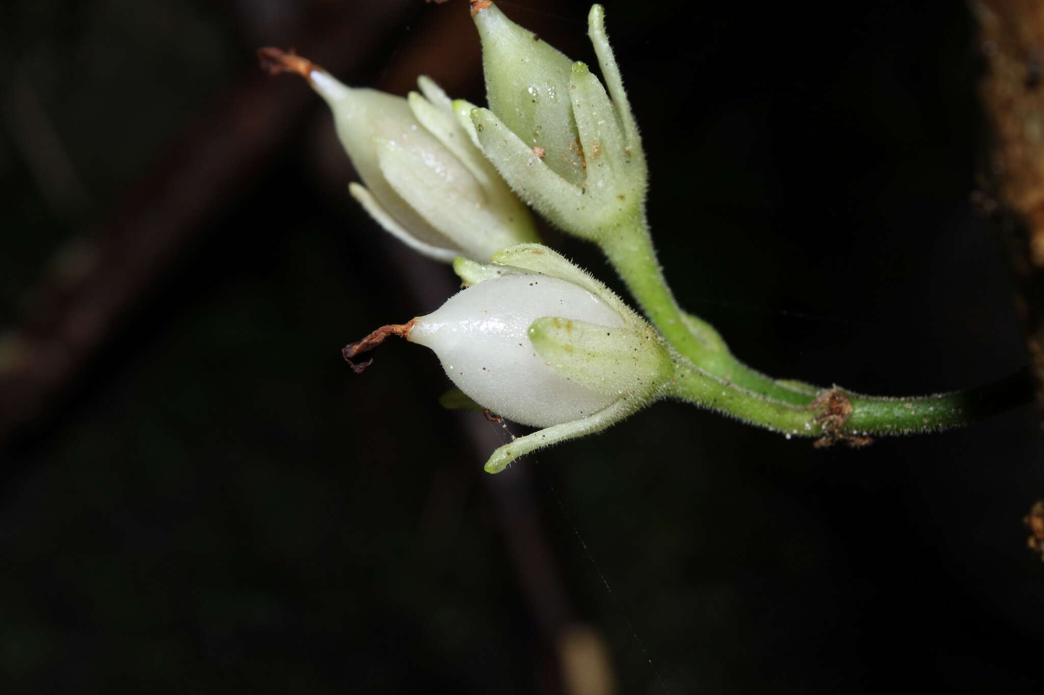 Image of Oahu Cyrtandra