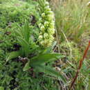 Imagem de Pseudorchis albida subsp. tricuspis (Beck) E. Klein