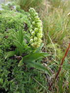 Image of Pseudorchis albida subsp. tricuspis (Beck) E. Klein