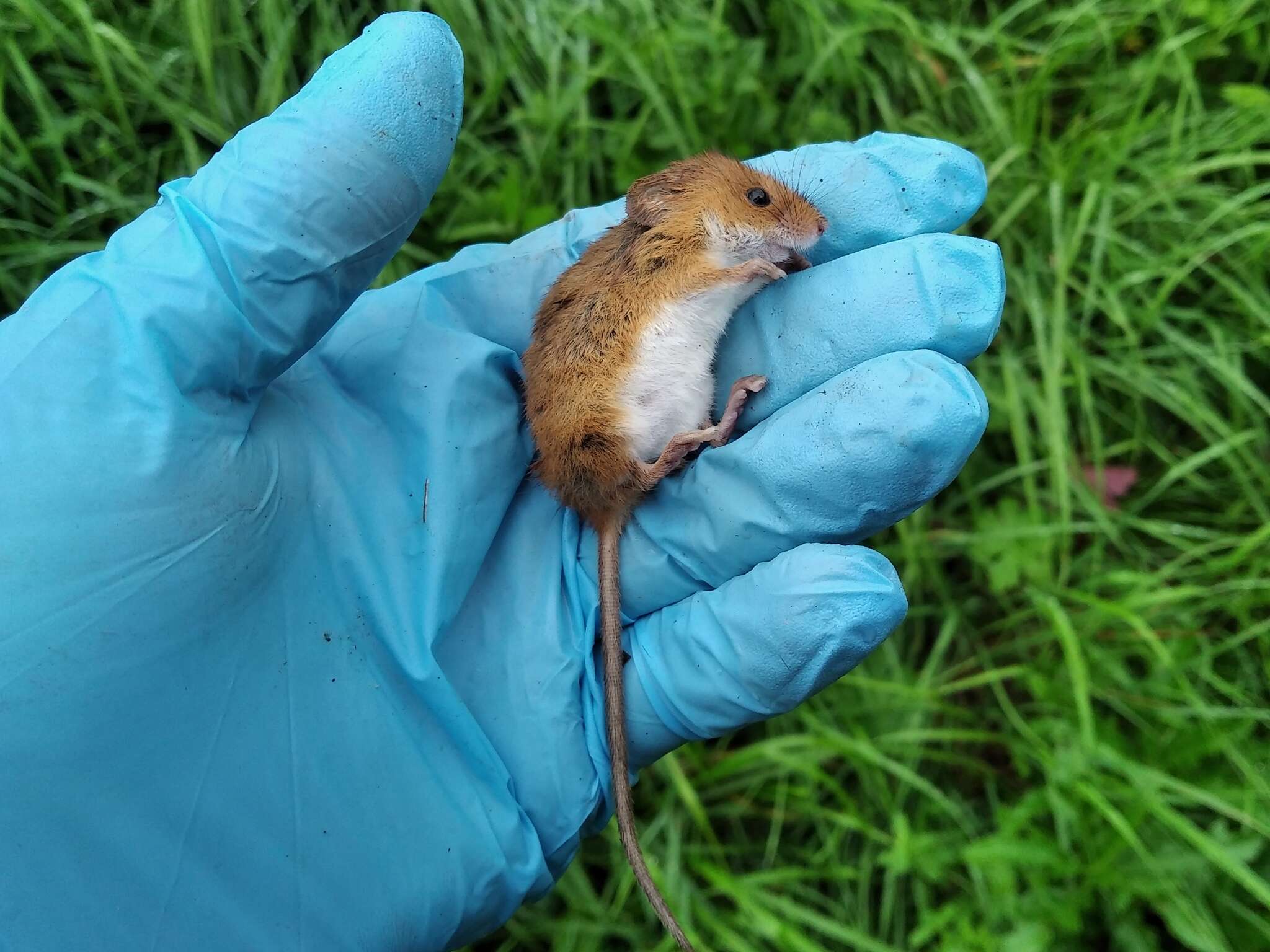 Image of harvest mouse