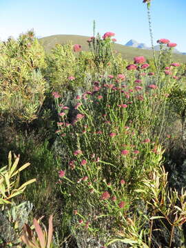 Image of Doll Blombush