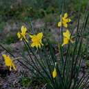 Image of Campernelle jonquil