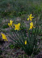 Narcissus odorus L. resmi