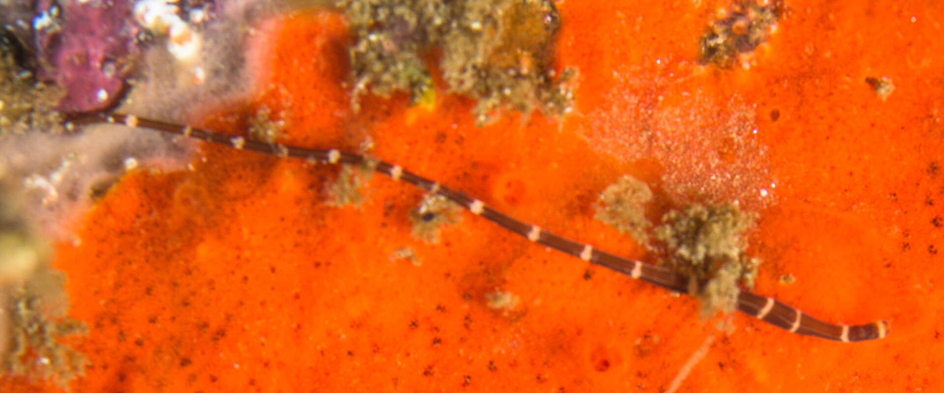 Image of football Jersey worm