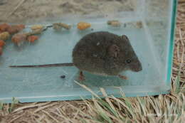 Image of Azara's Grass Mouse