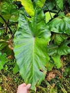 Imagem de Colocasia fontanesii Schott