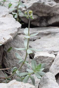 Image of Linaria tonzigii Lona