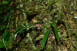 Image of Bulbophyllum japonicum (Makino) Makino