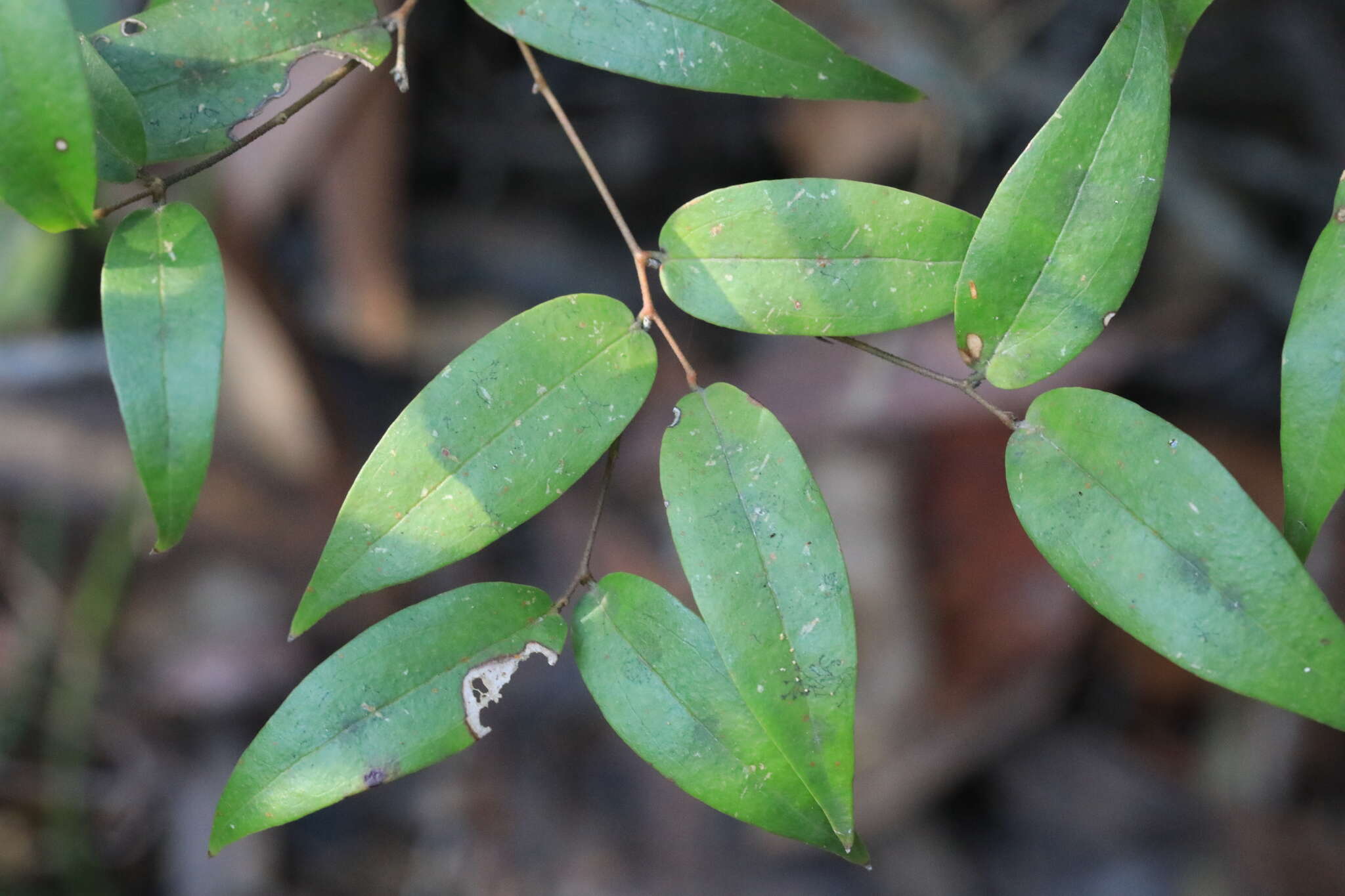 Image of Ripogonum fawcettianum F. Muell. ex Benth.