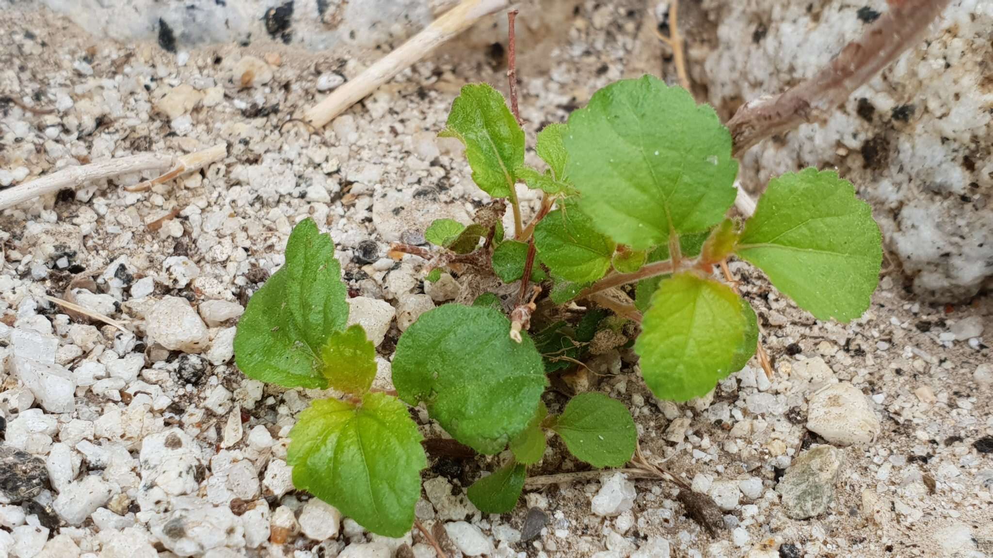 Image of California copperleaf