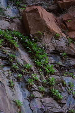 Plancia ëd Dodecatheon pulchellum var. zionense (Eastw.) S. L. Welsh