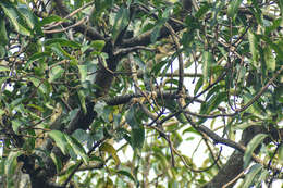 Image of Freckle-breasted Woodpecker