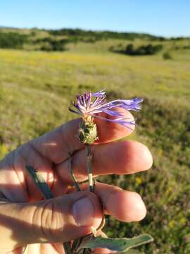 Image of Centaurea fuscomarginata (K. Koch) Juz.