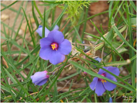 Image of Lysimachia arvensis subsp. platyphylla (Baudo)