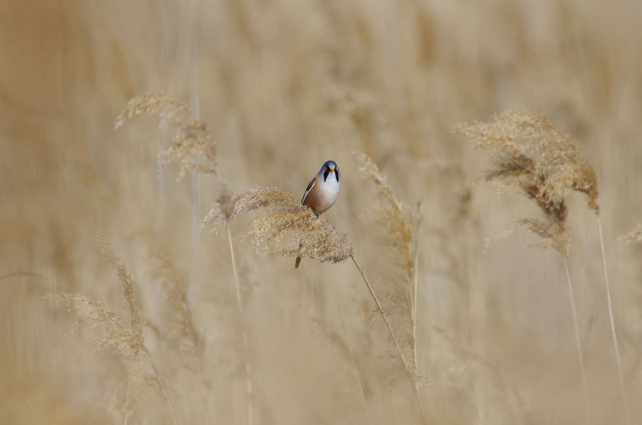 Sivun Panuridae kuva