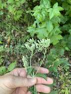 Eupatorium sullivaniae E. E. Schill.的圖片