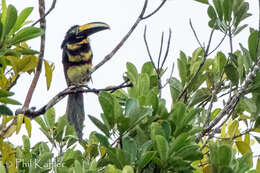 Image of Many-banded Aracari