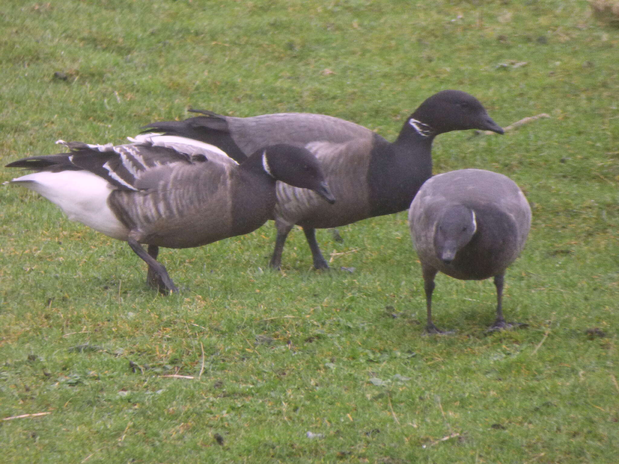 صورة Branta bernicla bernicla (Linnaeus 1758)