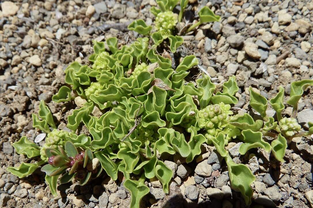 Image of Dioscorea nana Poepp.