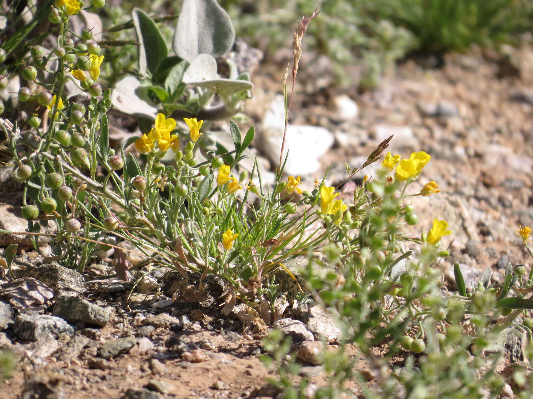 Image of Moapa bladderpod