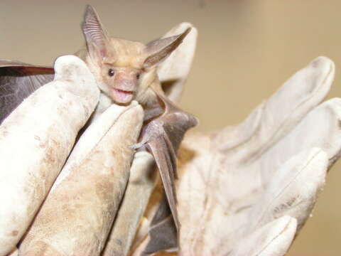 Image of pallid bat