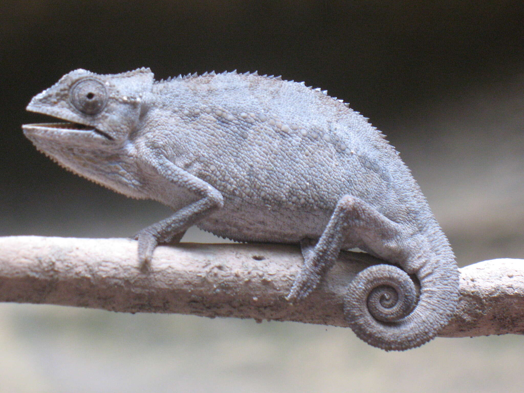 Image de Caméléon à deux bandes