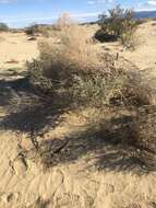 Image de Atriplex canescens var. laciniata Parish