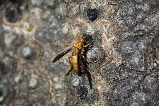 Image of Polistes flavus Cresson 1868