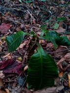 Euphorbia leuconeura Boiss. resmi